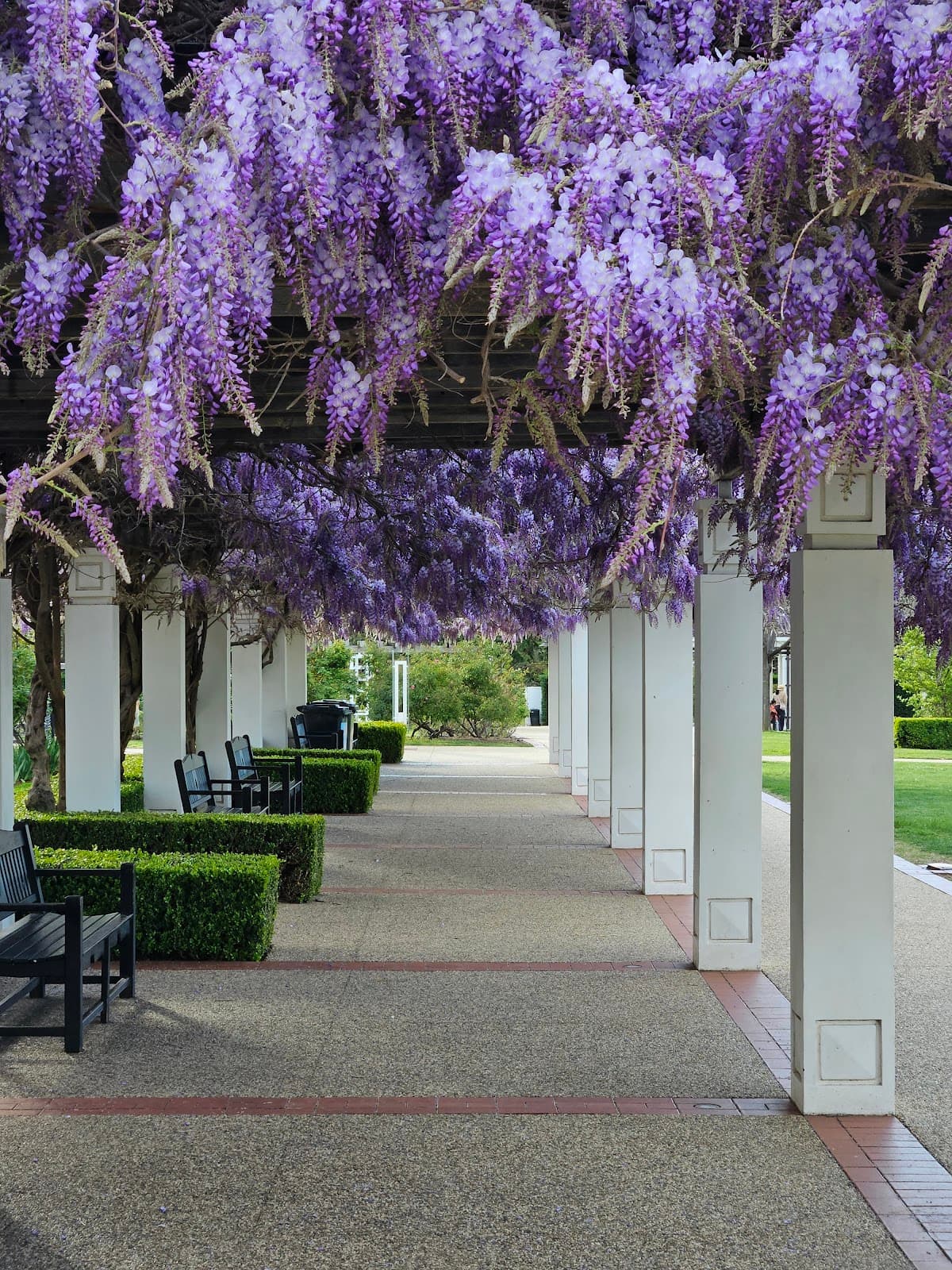 Senate Gardens | Old Parliament House Rose Gardens